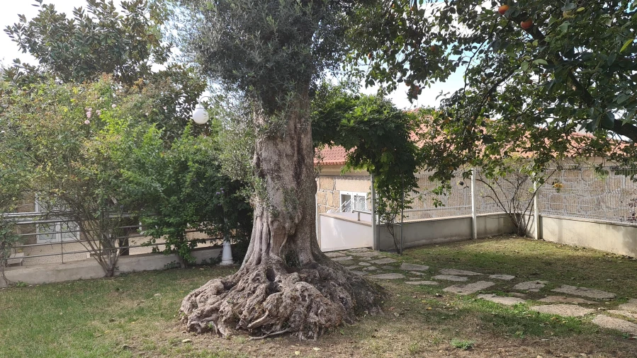 Quinta T0 para Venda em Abade de Neiva Foto 31