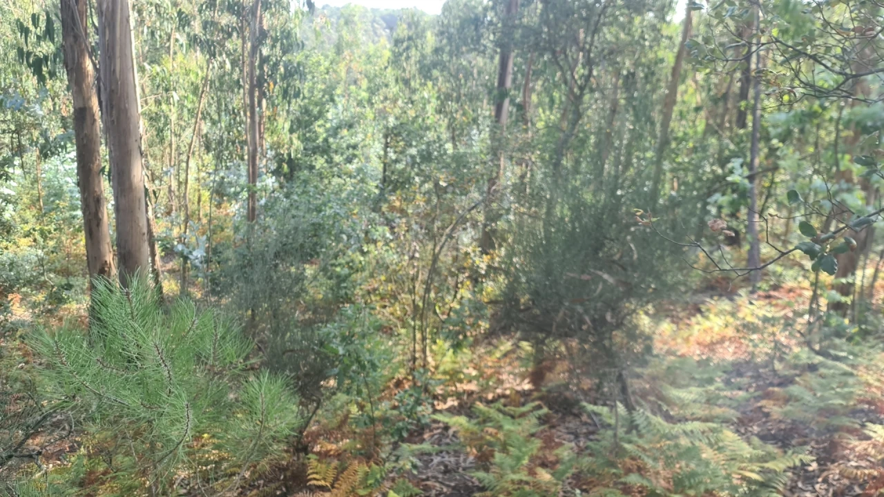 Terreno para Venda em Milhazes, Vilar de Figos e Faria Foto 3