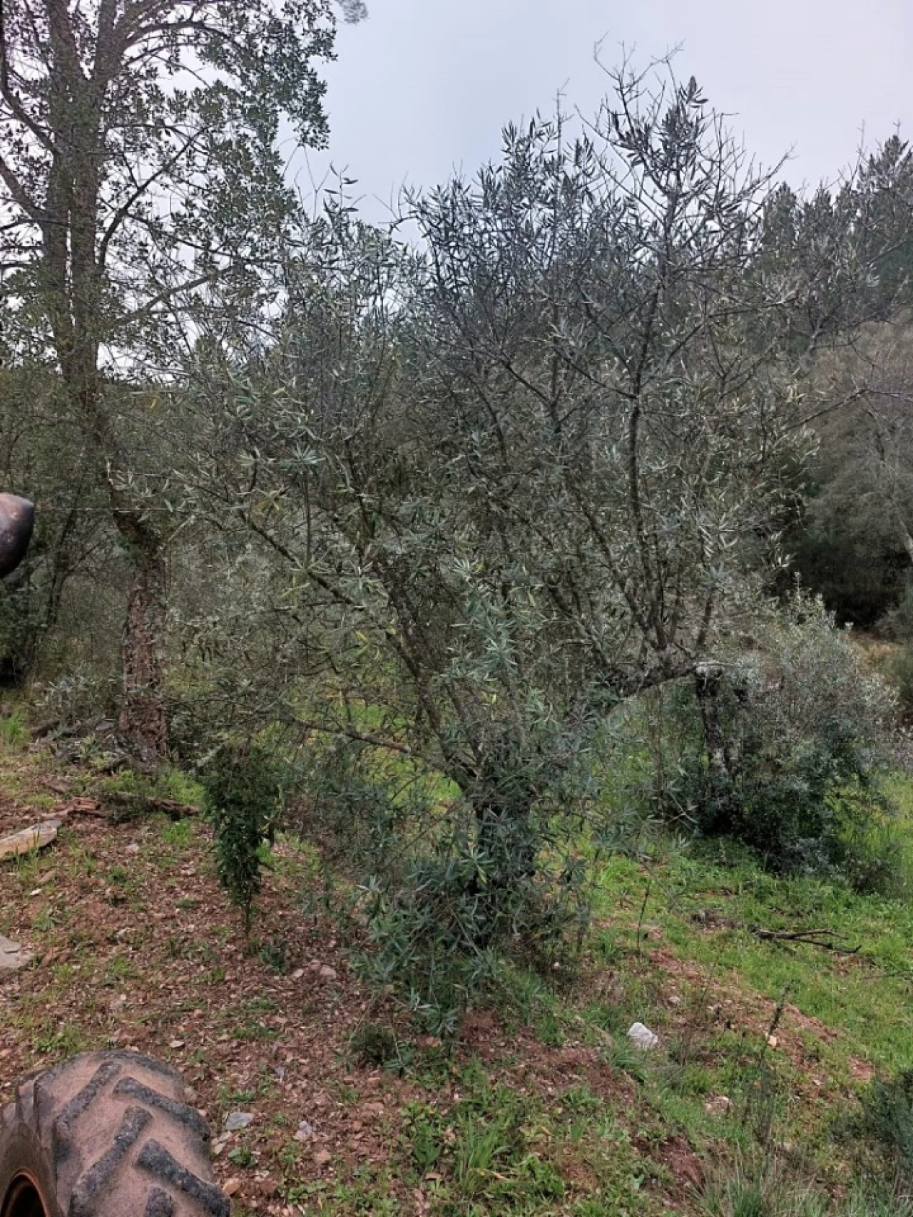 Moradia T2 para Venda em Alegrete Foto 41