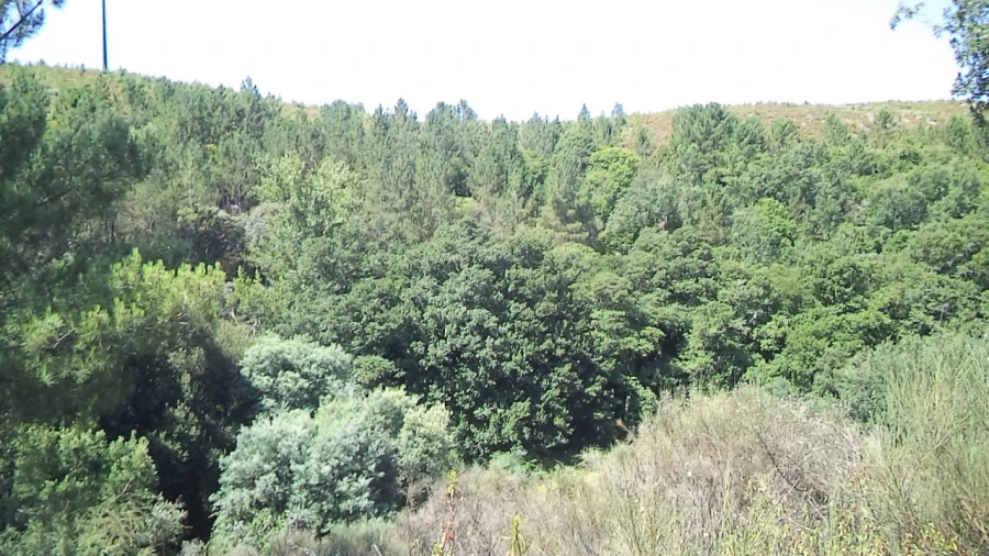 Moradia T2 para Venda em Alegrete Foto 26