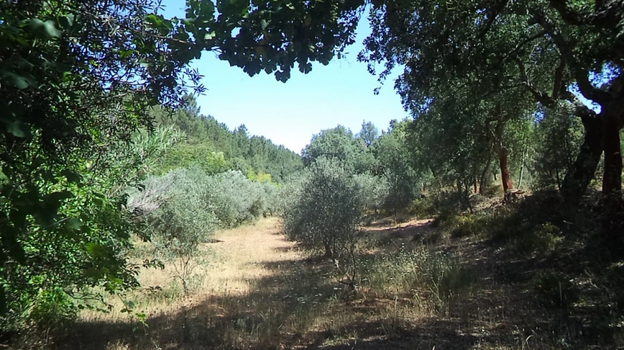 Moradia T2 para Venda em Alegrete Foto 31