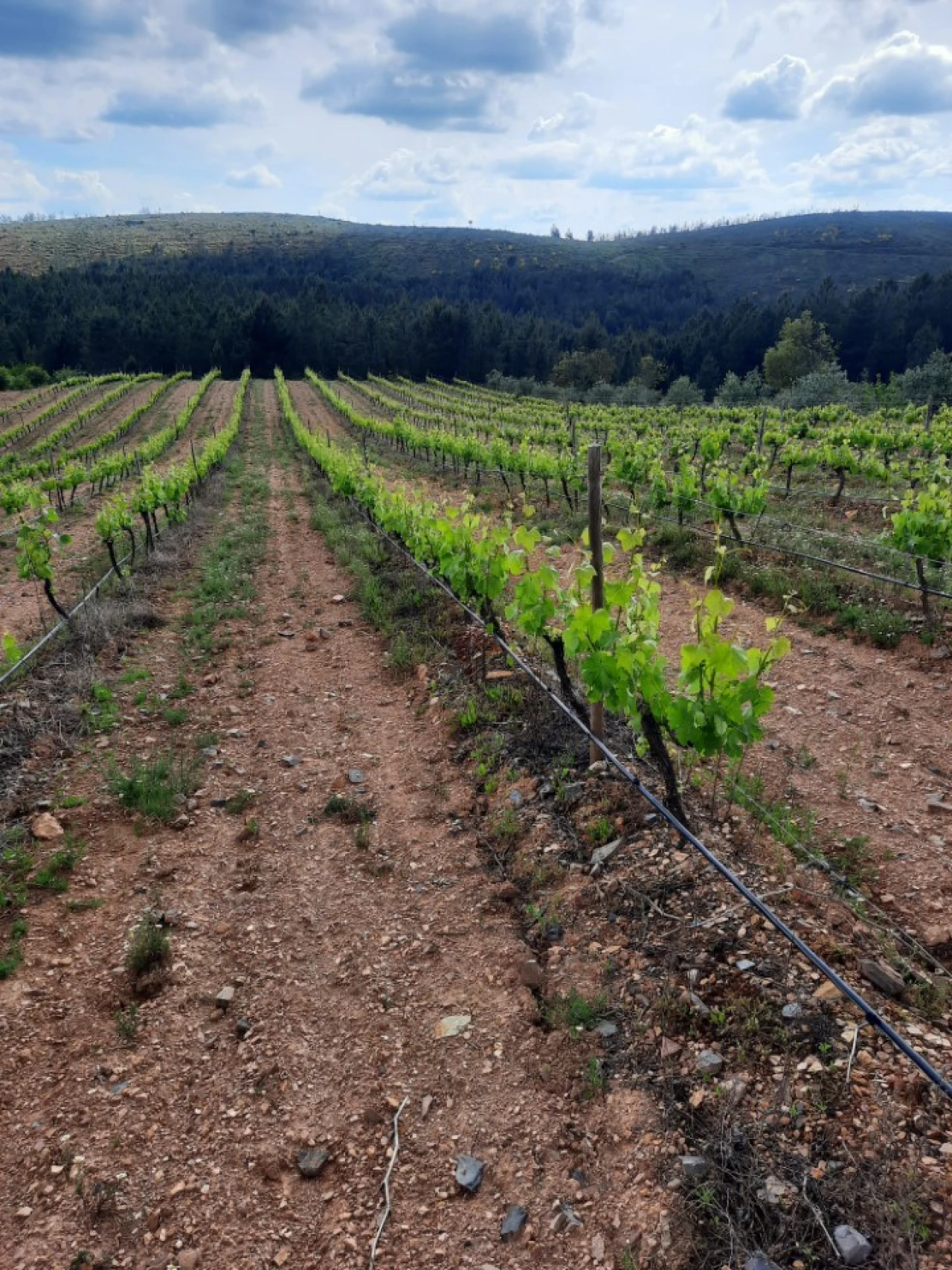 Moradia T3 para Venda em Alegrete Foto 4