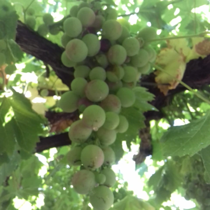 Moradia T3 para Venda em Alegrete Foto 5