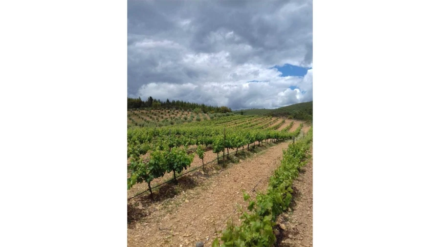 Moradia T3 para Venda em Alegrete Foto 16