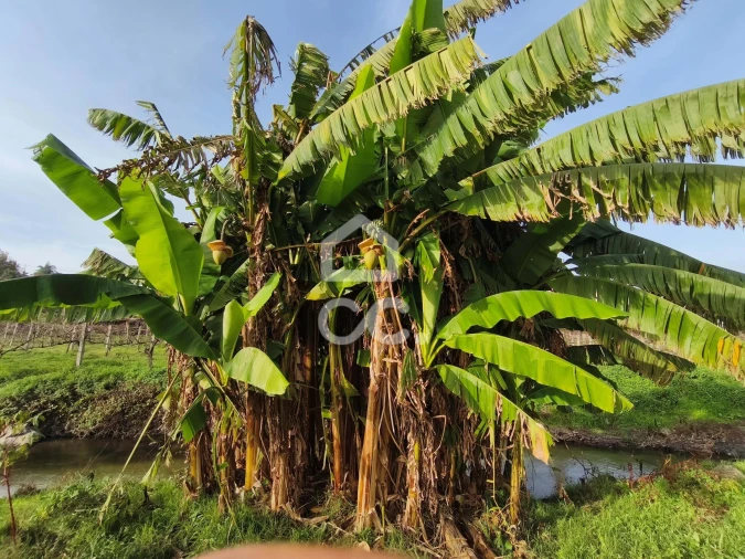 Terreno para Venda em Gondar Foto 6