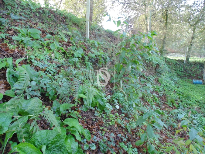 Terreno para Venda em Antime e Silvares (São Clemente) Foto 5