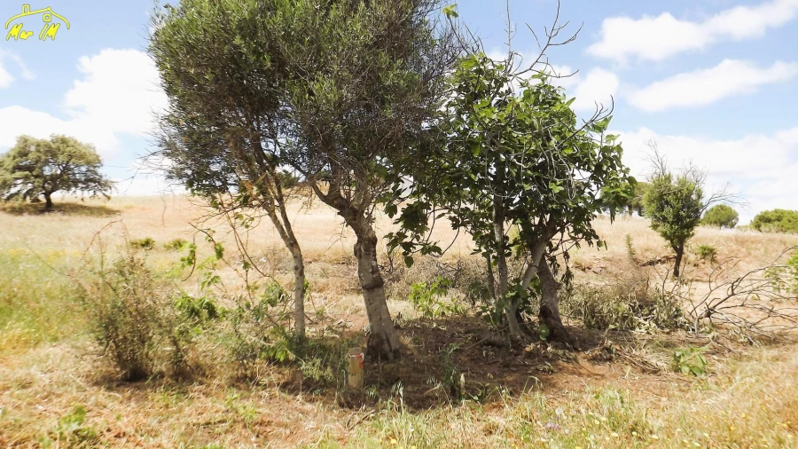 Terreno Agricola ou Rústico para Venda em Vila Real de Santo Antonio Foto 13