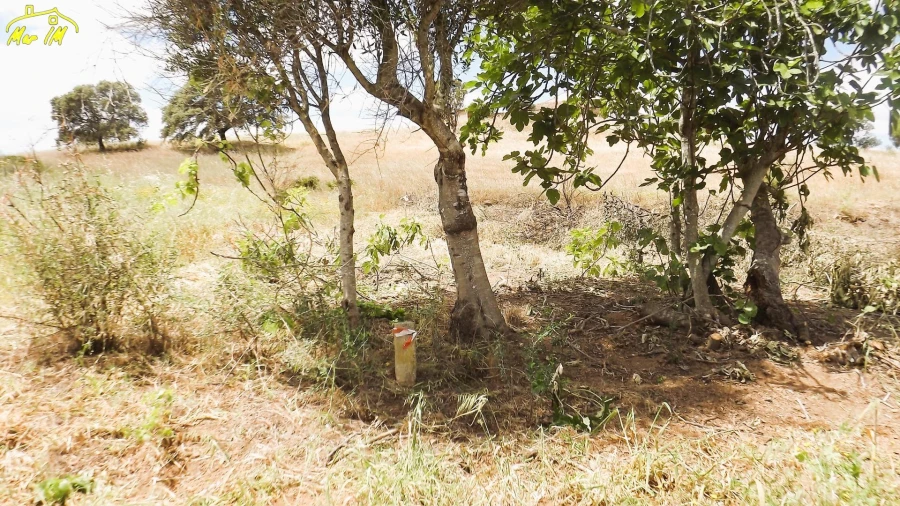 Terreno Agricola ou Rústico para Venda em Vila Real de Santo Antonio Foto 14
