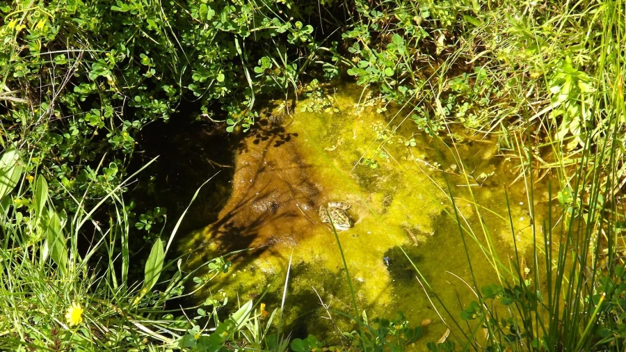 Terreno Agricola ou Rústico para Venda em Castro Marim Foto 22