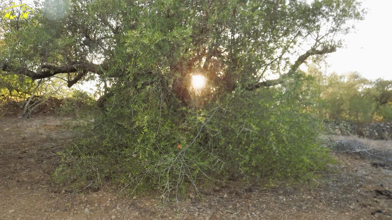 Terreno Agricola ou Rústico para Venda em Castro Marim Foto 23