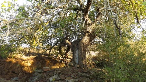 Terreno Agricola ou Rústico para Venda em Castro Marim