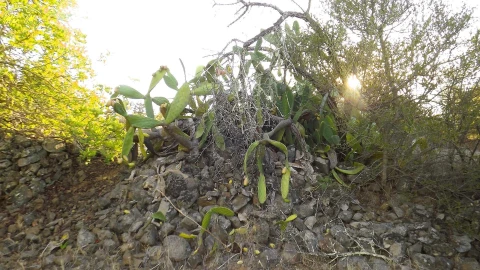 Terreno Agricola ou Rústico para Venda em Castro Marim