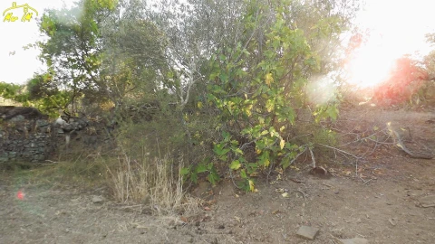 Terreno Agricola ou Rústico para Venda em Castro Marim