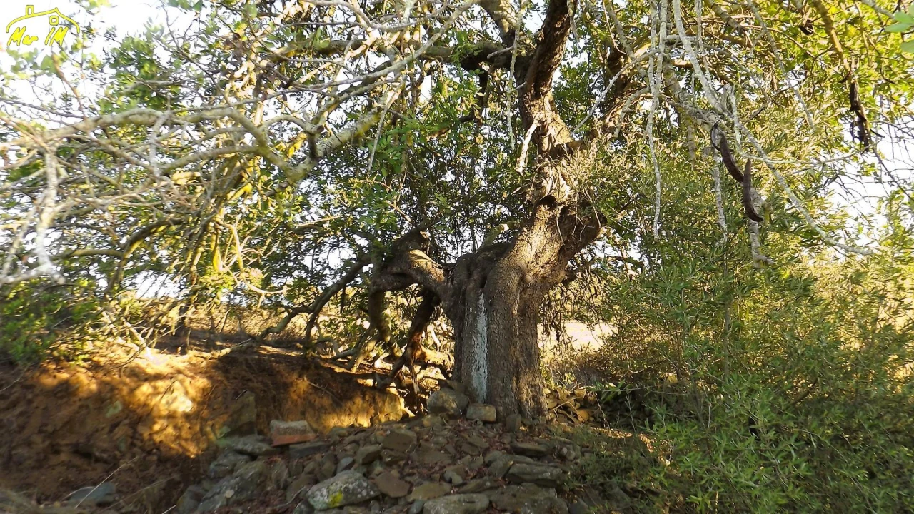 Terreno Agricola ou Rústico para Venda em Castro Marim Foto 9