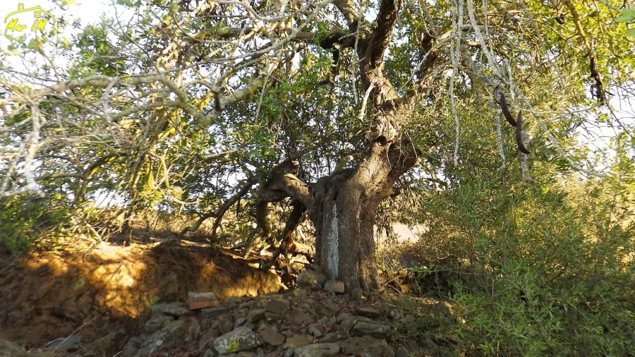 Terreno Agricola ou Rústico para Venda em Castro Marim Foto 11