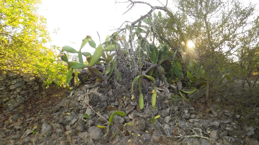 Terreno Agricola ou Rústico para Venda em Castro Marim Foto 12