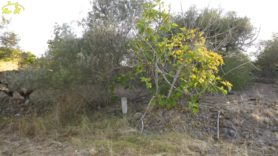 Terreno Agricola ou Rústico para Venda em Castro Marim Foto 8