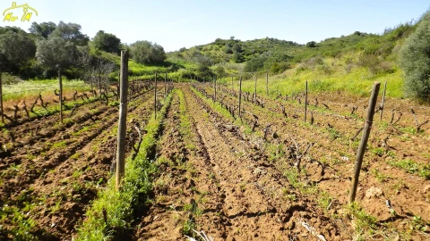 Terreno Agricola ou Rústico para Venda em Castro Marim