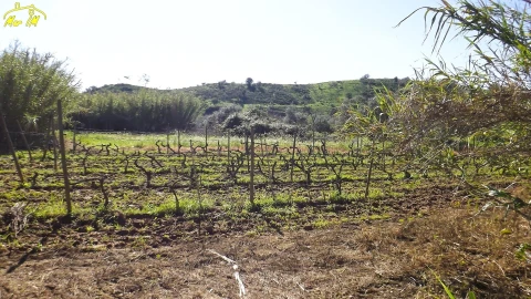 Terreno Agricola ou Rústico para Venda em Castro Marim