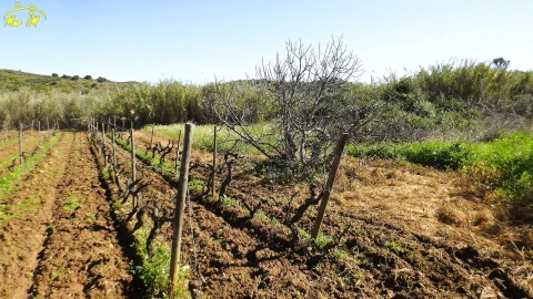 Terreno Agricola ou Rústico para Venda em Castro Marim