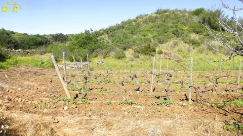 Terreno Agricola ou Rústico para Venda em Castro Marim