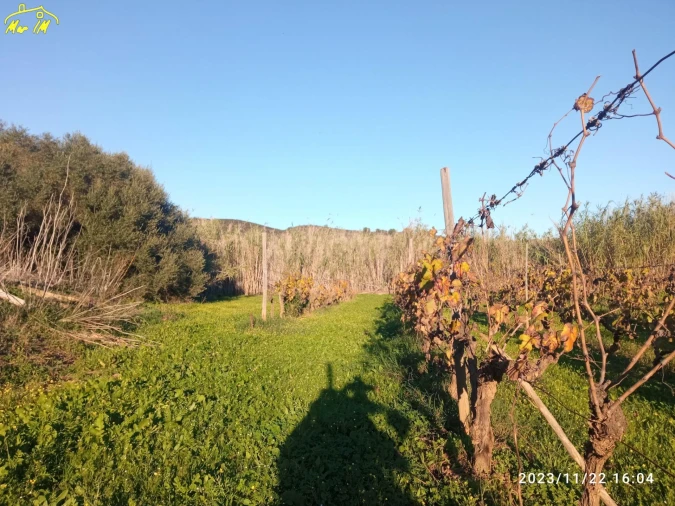 Terreno Agricola ou Rústico para Venda em Castro Marim Foto 2