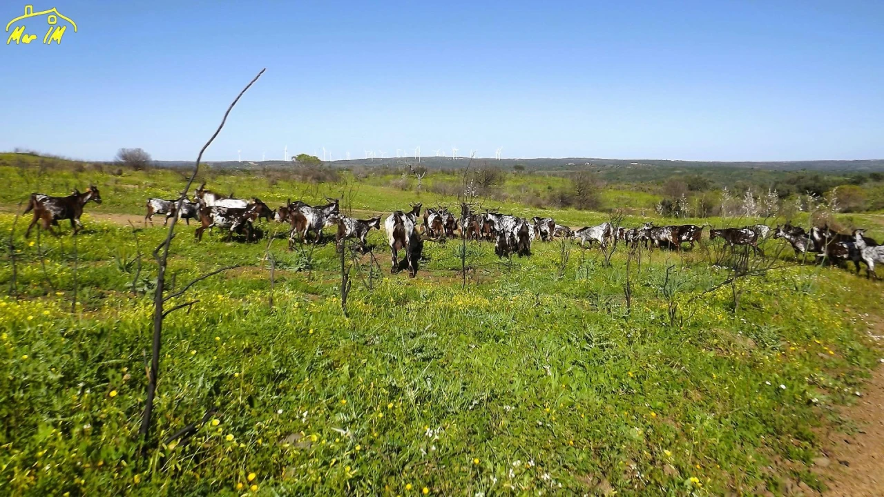Terreno Agricola ou Rústico para Venda em Castro Marim Foto 22