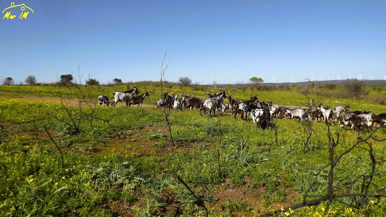 Terreno Agricola ou Rústico para Venda em Castro Marim Foto 23