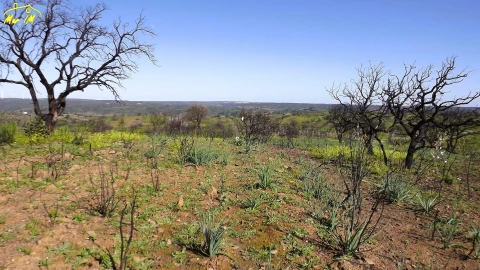 Terreno Agricola ou Rústico para Venda em Castro Marim