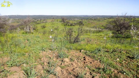 Terreno Agricola ou Rústico para Venda em Castro Marim