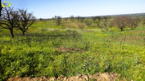 Terreno Agricola ou Rústico para Venda em Castro Marim