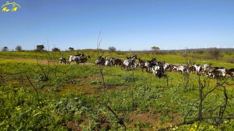 Terreno Agricola ou Rústico para Venda em Castro Marim