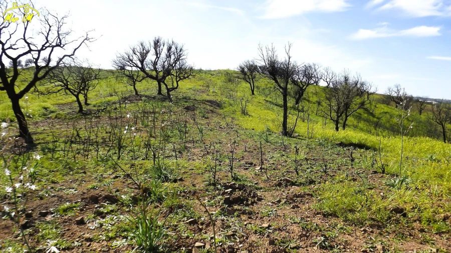 Terreno Agricola ou Rústico para Venda em Castro Marim Foto 15