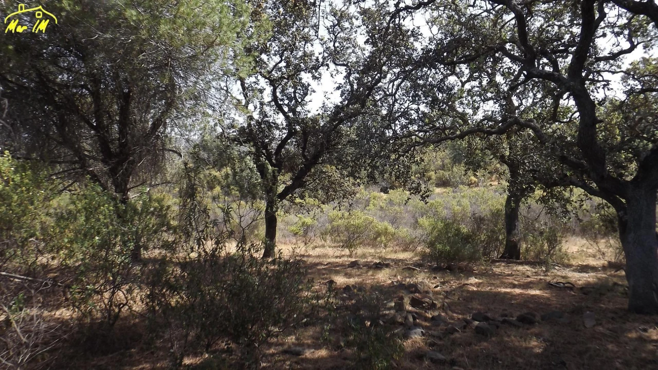 Terreno Agricola ou Rústico para Venda em Azinhal Foto 13