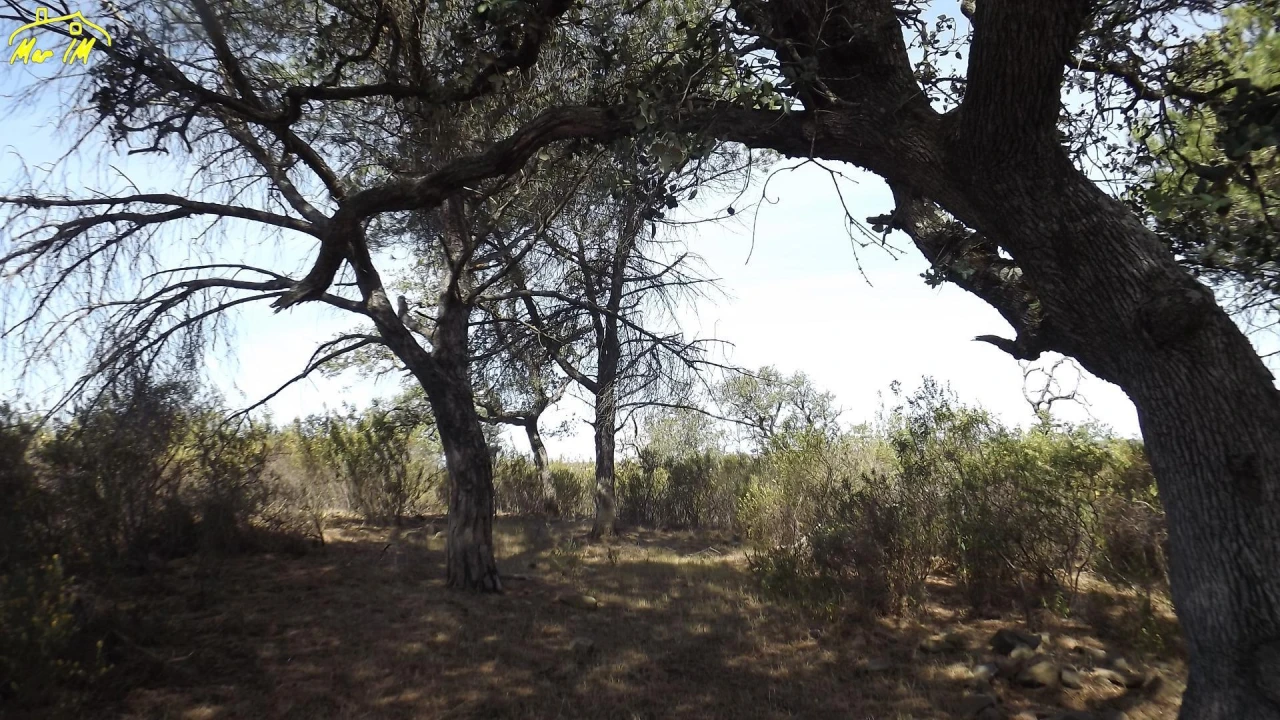 Terreno Agricola ou Rústico para Venda em Azinhal Foto 14