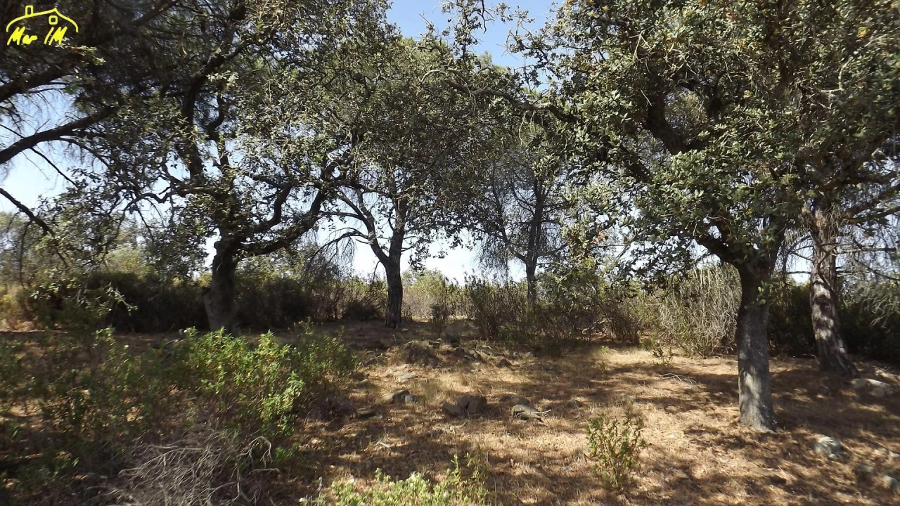 Terreno Agricola ou Rústico para Venda em Azinhal Foto 18