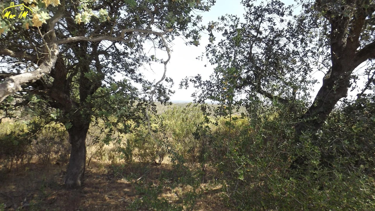 Terreno Agricola ou Rústico para Venda em Azinhal Foto 20