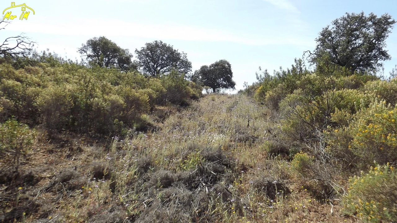 Terreno Agricola ou Rústico para Venda em Azinhal Foto 22