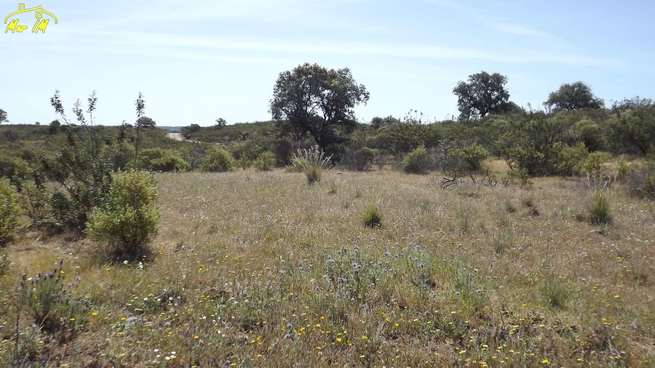 Terreno Agricola ou Rústico para Venda em Azinhal Foto 37