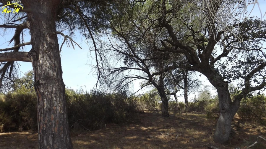 Terreno Agricola ou Rústico para Venda em Azinhal Foto 15