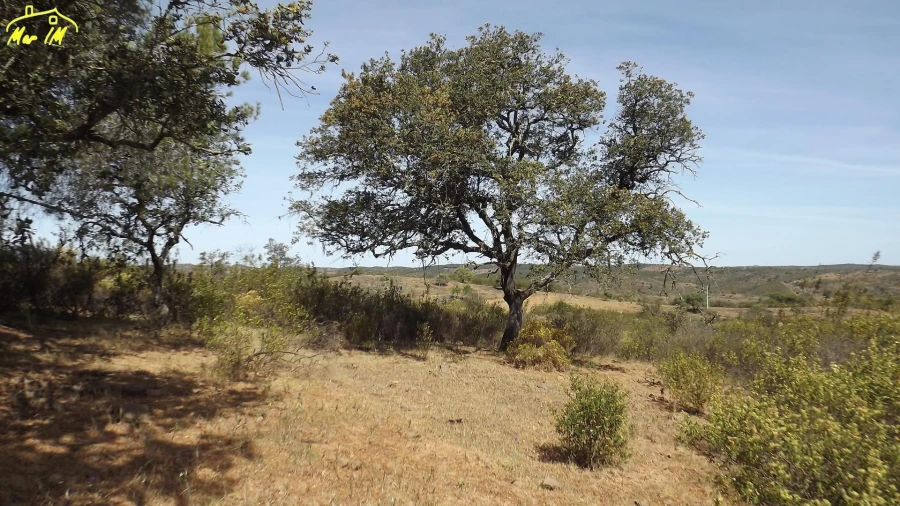 Terreno Agricola ou Rústico para Venda em Azinhal Foto 17