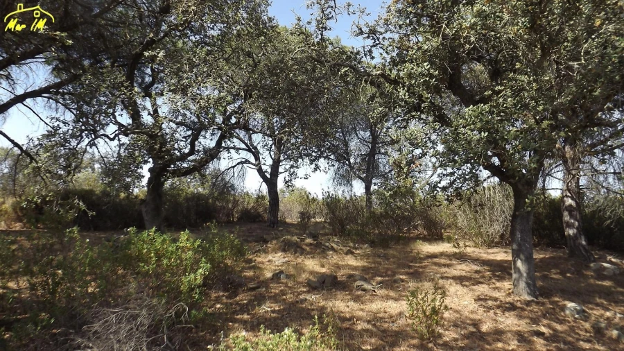 Terreno Agricola ou Rústico para Venda em Azinhal Foto 18