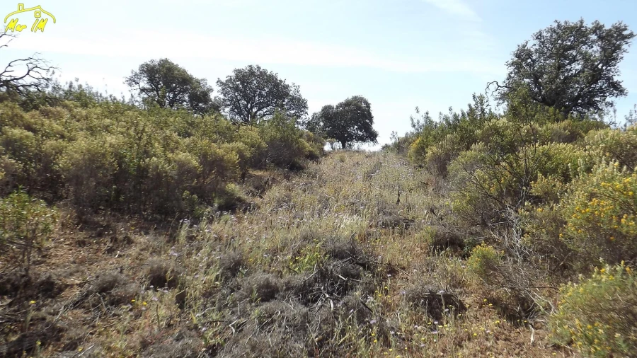 Terreno Agricola ou Rústico para Venda em Azinhal Foto 22