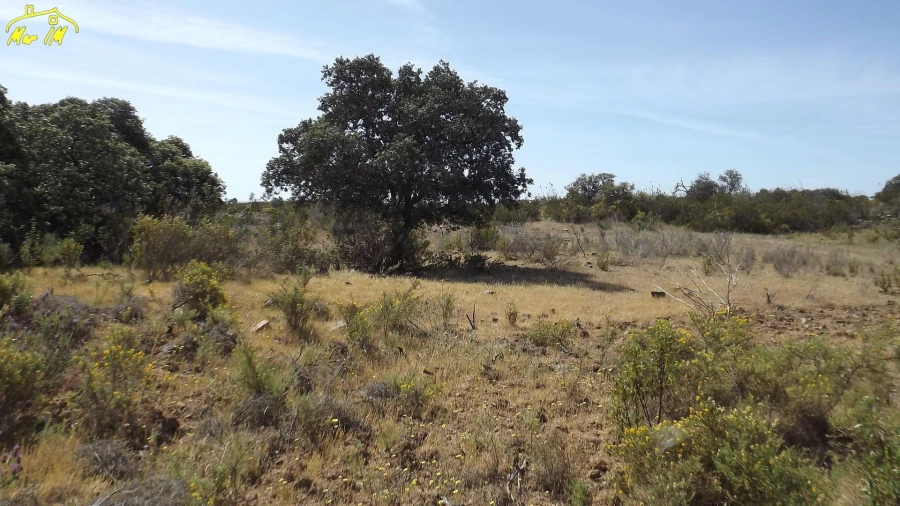 Terreno Agricola ou Rústico para Venda em Azinhal Foto 25
