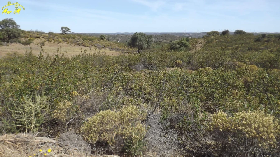 Terreno Agricola ou Rústico para Venda em Azinhal Foto 32