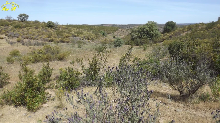 Terreno Agricola ou Rústico para Venda em Azinhal Foto 36