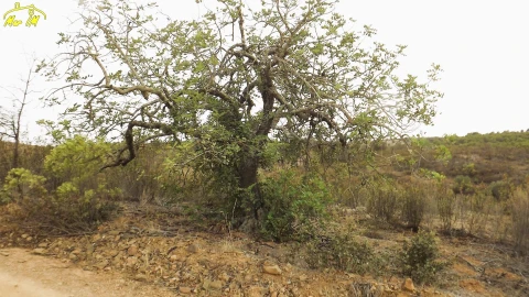 Terreno Agricola ou Rústico para Venda em Castro Marim
