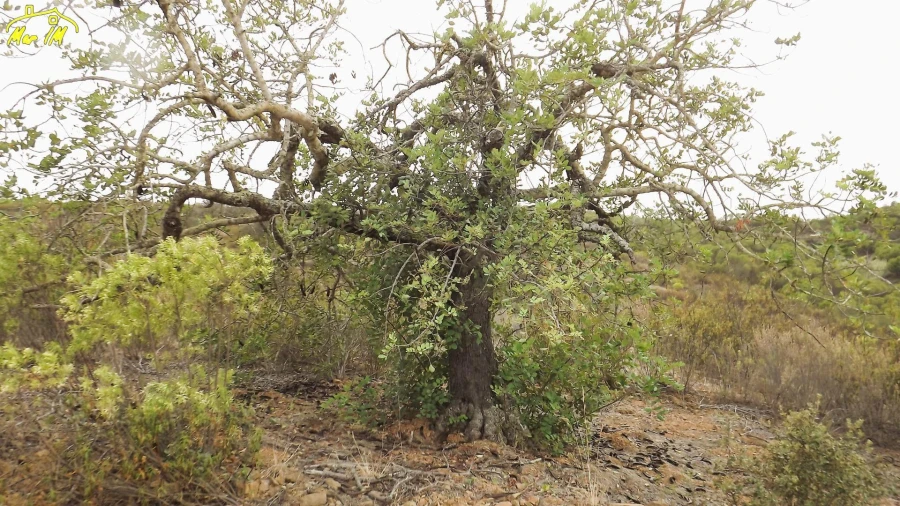 Terreno Agricola ou Rústico para Venda em Castro Marim Foto 17