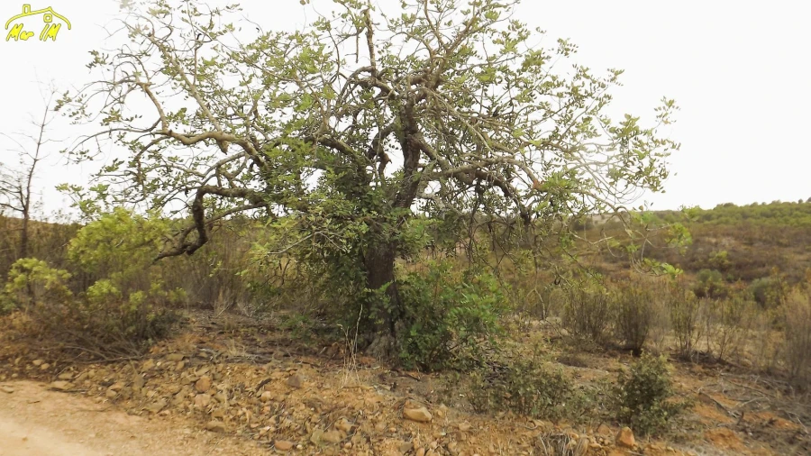 Terreno Agricola ou Rústico para Venda em Castro Marim Foto 18