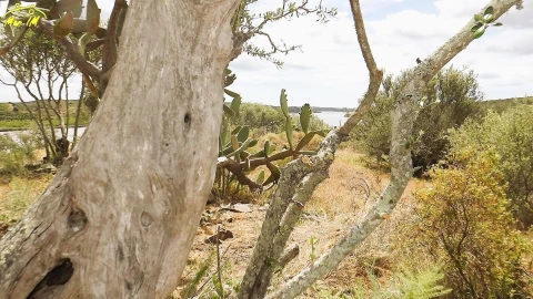 Terreno Agricola ou Rústico para Venda em Castro Marim